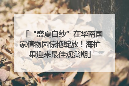 “盛夏白纱”在华南国家植物园惊艳绽放！海杧果迎来最佳观赏期