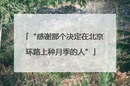 “感谢那个决定在北京环路上种月季的人”