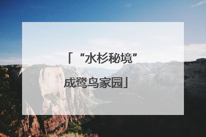 “水杉秘境”成鹭鸟家园
