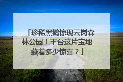 珍稀黑鹳惊现云岗森林公园！丰台这片宝地藏着多少惊喜？