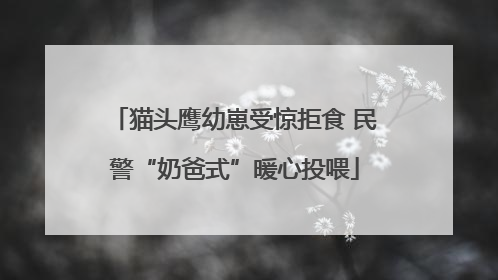 猫头鹰幼崽受惊拒食 民警“奶爸式”暖心投喂