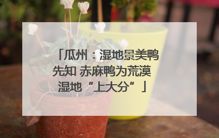 瓜州：湿地景美鸭先知 赤麻鸭为荒漠湿地“上大分”
