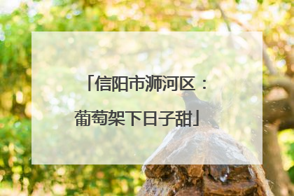 信阳市浉河区：葡萄架下日子甜