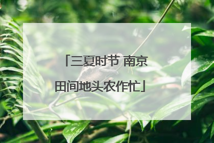 三夏时节 南京田间地头农作忙