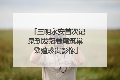 三明永安首次记录到发冠卷尾筑巢繁殖珍贵影像