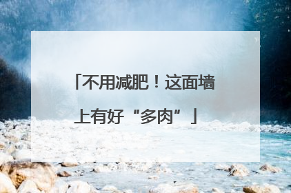 不用减肥！这面墙上有好“多肉”