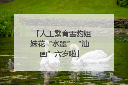 人工繁育雪豹姐妹花“水墨”“油画”六岁啦