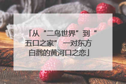 从“二鸟世界”到“五口之家” 一对东方白鹳的黄河口之恋