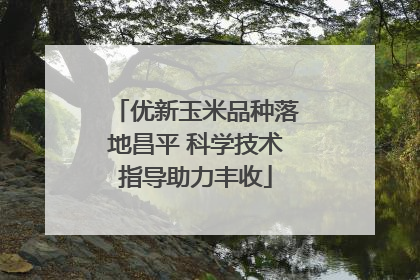 优新玉米品种落地昌平 科学技术指导助力丰收