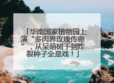华南国家植物园上演“多肉界玫瑰传奇”，从呆萌树干到炸裂种子全是戏！