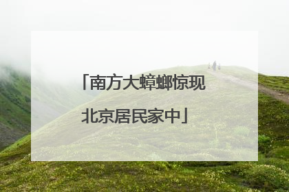 南方大蟑螂惊现北京居民家中