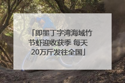 即墨丁字湾海域竹节虾迎收获季 每天20万斤发往全国