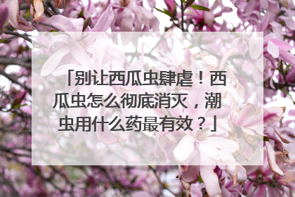 别让西瓜虫肆虐！西瓜虫怎么彻底消灭，潮虫用什么药最有效？