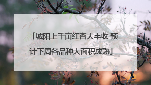 城阳上千亩红杏大丰收 预计下周各品种大面积成熟