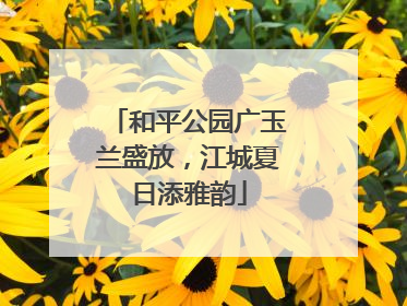 和平公园广玉兰盛放，江城夏日添雅韵