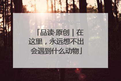 品读·原创｜在这里，永远想不出会遇到什么动物