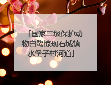 国家二级保护动物白鹭惊现石城镇水堡子村河道