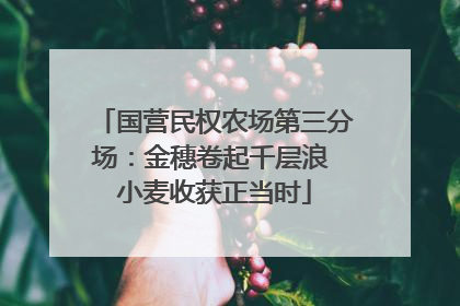 国营民权农场第三分场：金穗卷起千层浪 小麦收获正当时