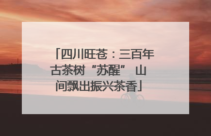 四川旺苍：三百年古茶树“苏醒” 山间飘出振兴茶香