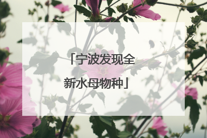宁波发现全新水母物种