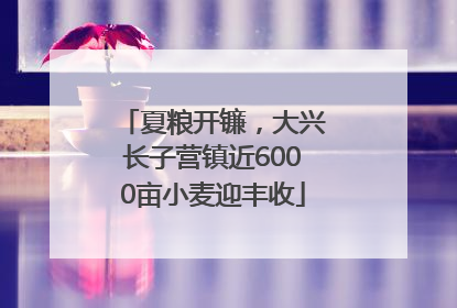 夏粮开镰，大兴长子营镇近6000亩小麦迎丰收