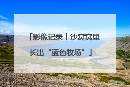 影像记录丨沙窝窝里长出“蓝色牧场”