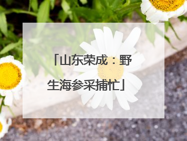 山东荣成：野生海参采捕忙