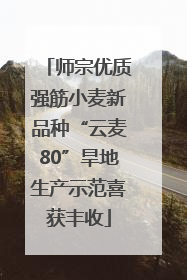 师宗优质强筋小麦新品种“云麦80”旱地生产示范喜获丰收