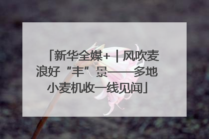 新华全媒+｜风吹麦浪好“丰”景——多地小麦机收一线见闻