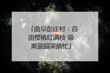 曲阜彭庄村：百亩樱桃红满枝 硕果盈园采摘忙