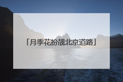 月季花扮靓北京道路