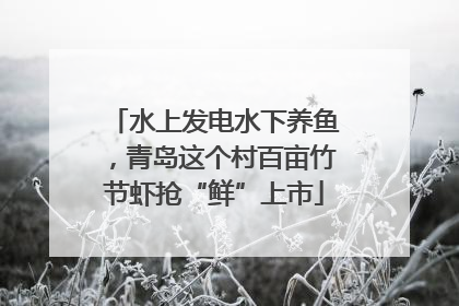 水上发电水下养鱼，青岛这个村百亩竹节虾抢“鲜”上市