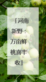 河南新野：万亩鲜桃喜丰收
