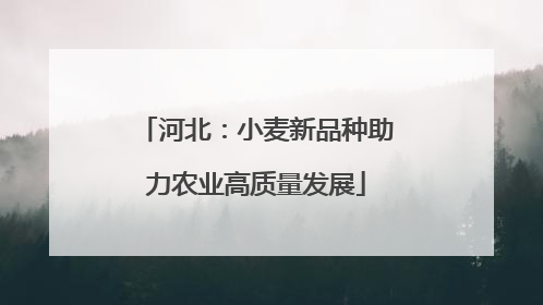 河北：小麦新品种助力农业高质量发展