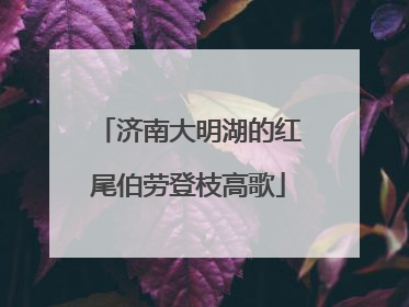 济南大明湖的红尾伯劳登枝高歌