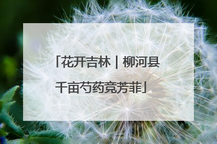 花开吉林｜柳河县千亩芍药竞芳菲