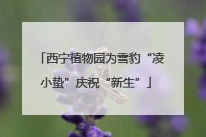 西宁植物园为雪豹“凌小蛰”庆祝“新生”