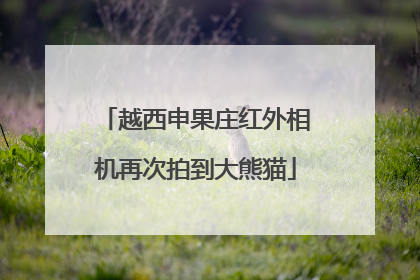 越西申果庄红外相机再次拍到大熊猫