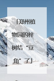 郑州植物园的梓树结“豆角”了