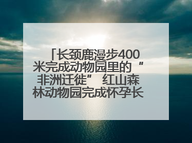 长颈鹿漫步400米完成动物园里的“非洲迁徙” 红山森林动物园完成怀孕长颈鹿步行转运