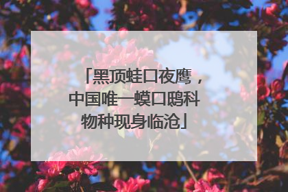 黑顶蛙口夜鹰，中国唯一蟆口鸱科物种现身临沧
