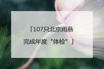 107只北京雨燕完成年度“体检”