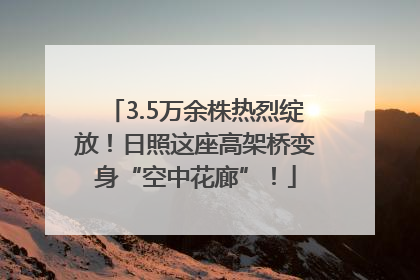 3.5万余株热烈绽放！日照这座高架桥变身“空中花廊”！